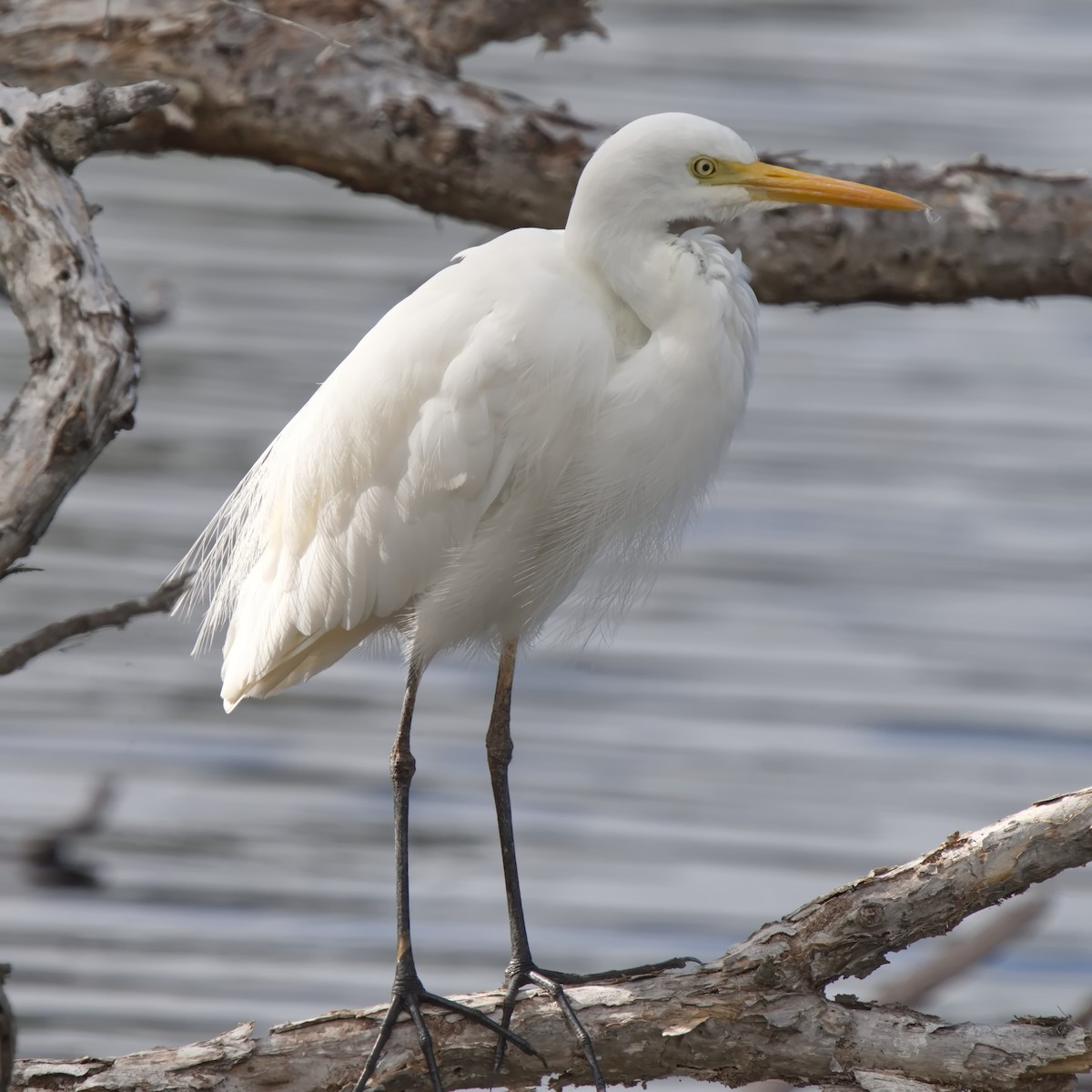 Plumed Egret - ML623380545