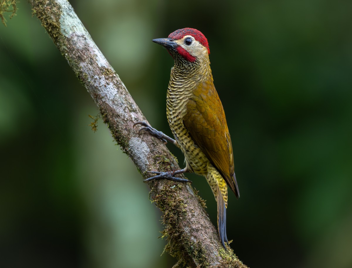 Golden-olive Woodpecker - ML623380559