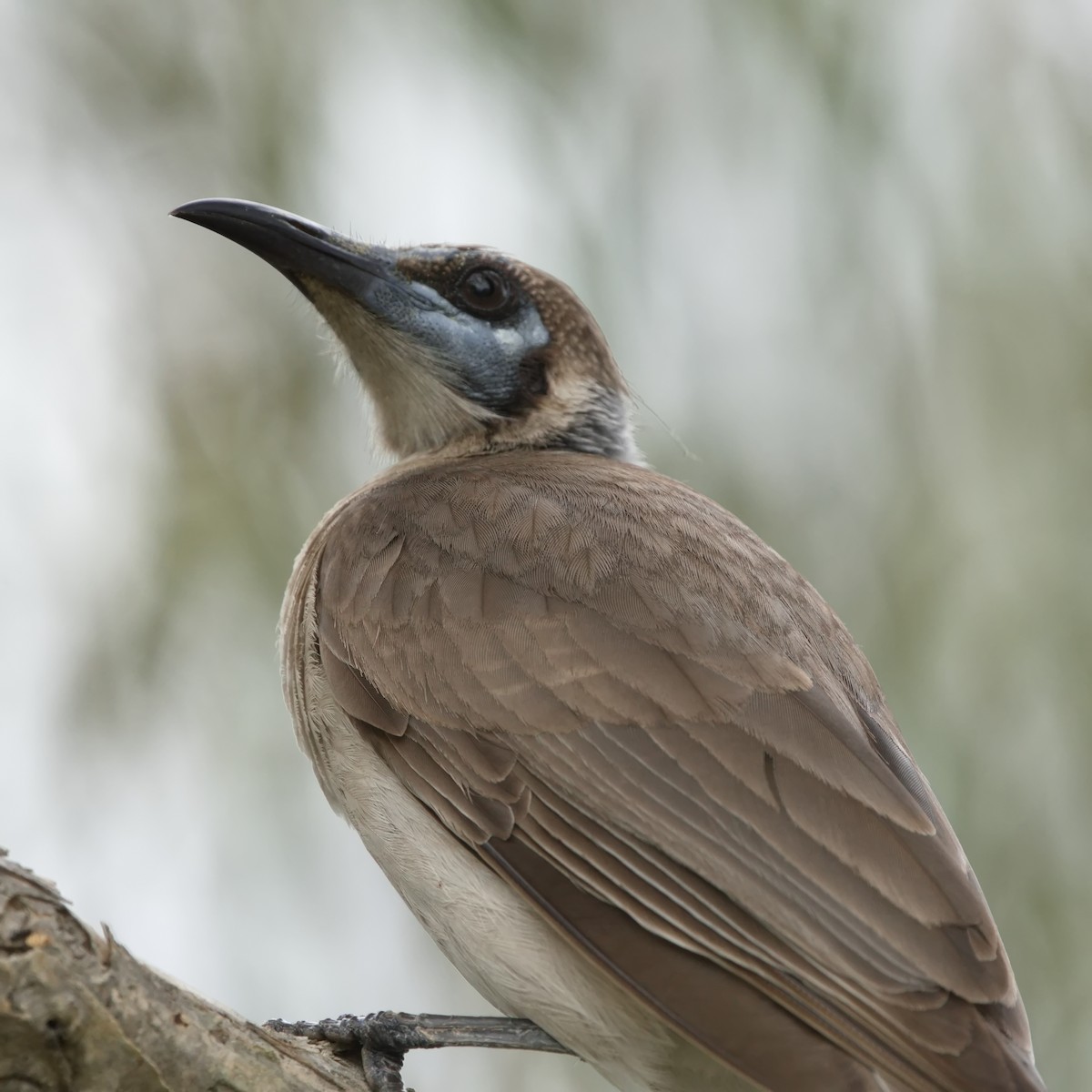 Little Friarbird - ML623380560