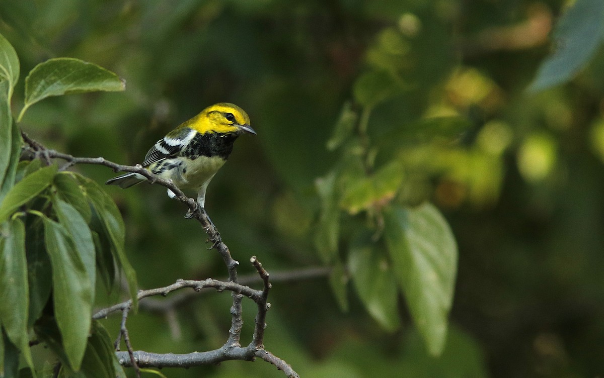 Black-throated Green Warbler - ML623380563