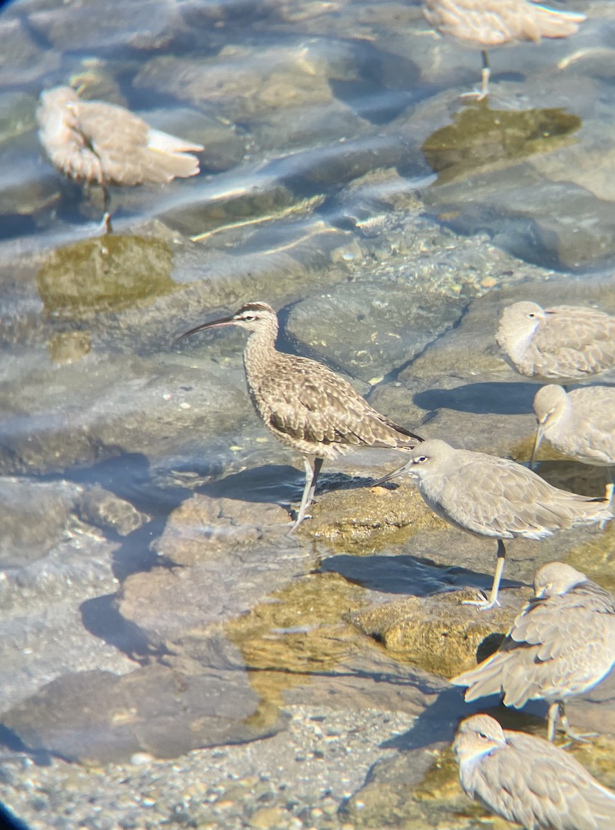 Whimbrel - ML623380573