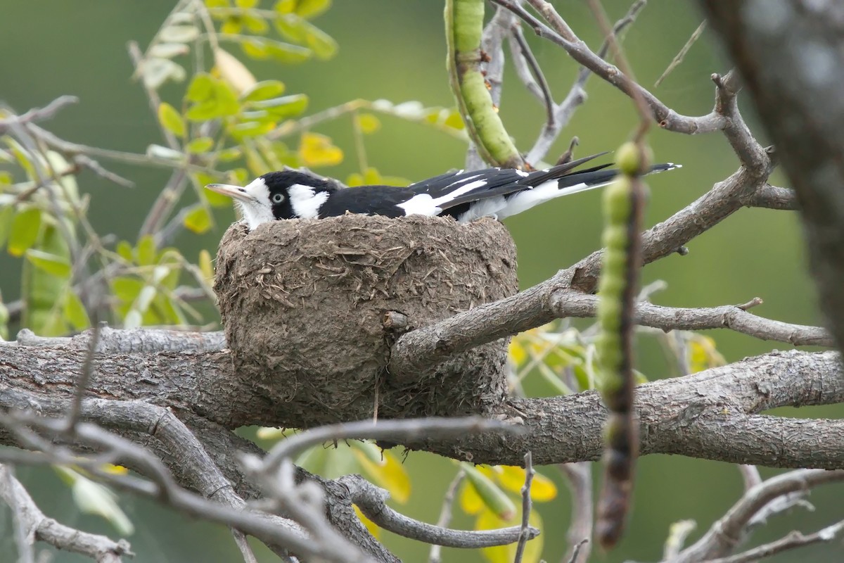 Magpie-lark - ML623380574