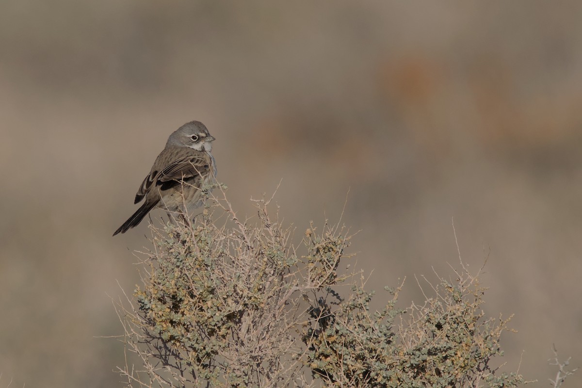 Sagebrush Sparrow - ML623380620