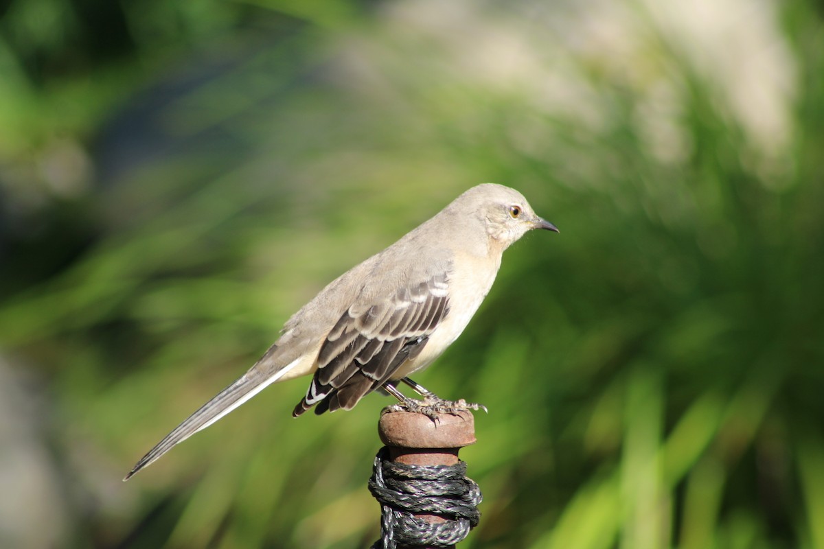 Northern Mockingbird - ML623380626