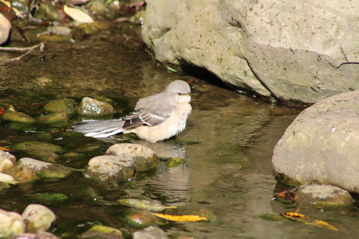 Northern Mockingbird - ML623380627