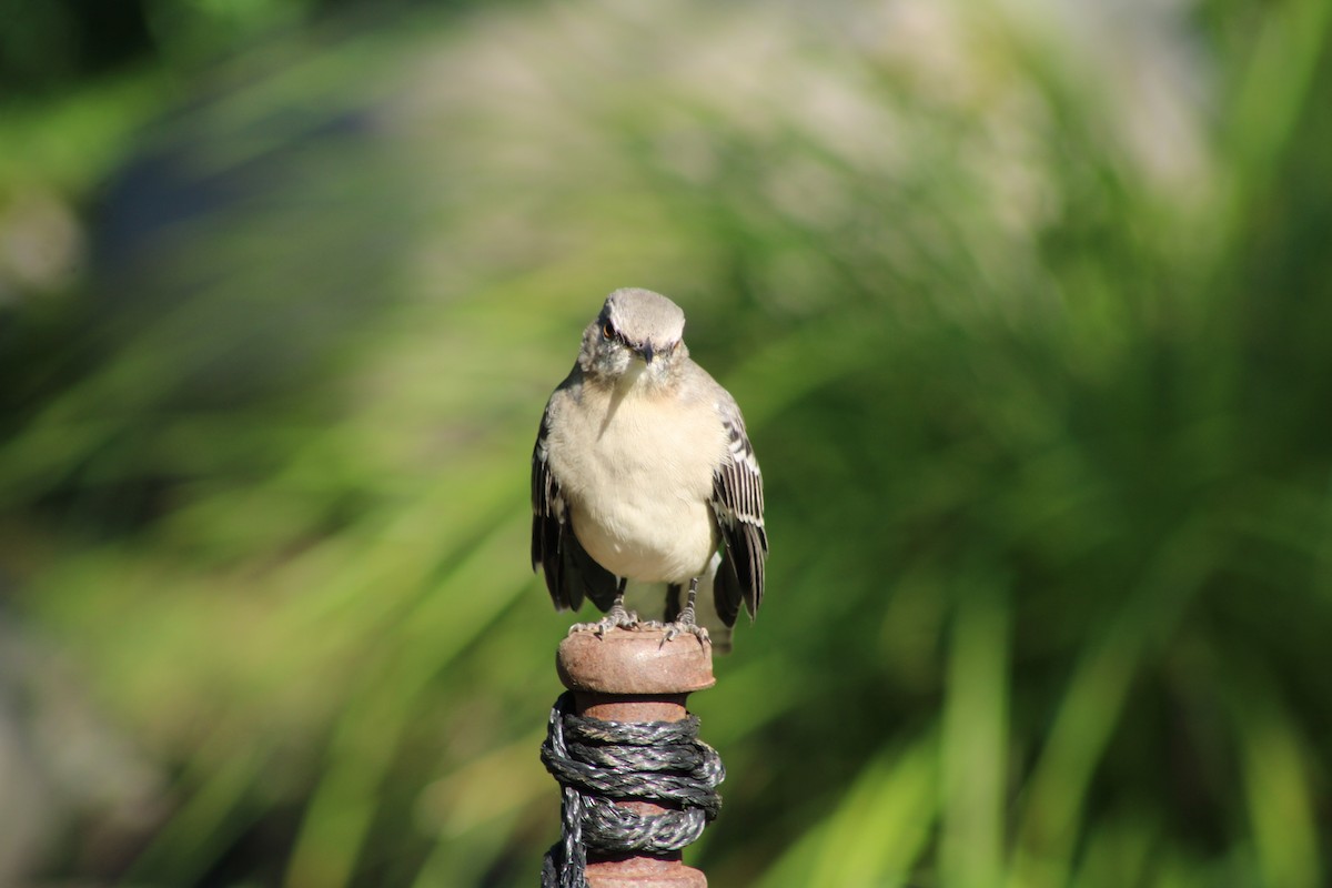 Northern Mockingbird - ML623380629