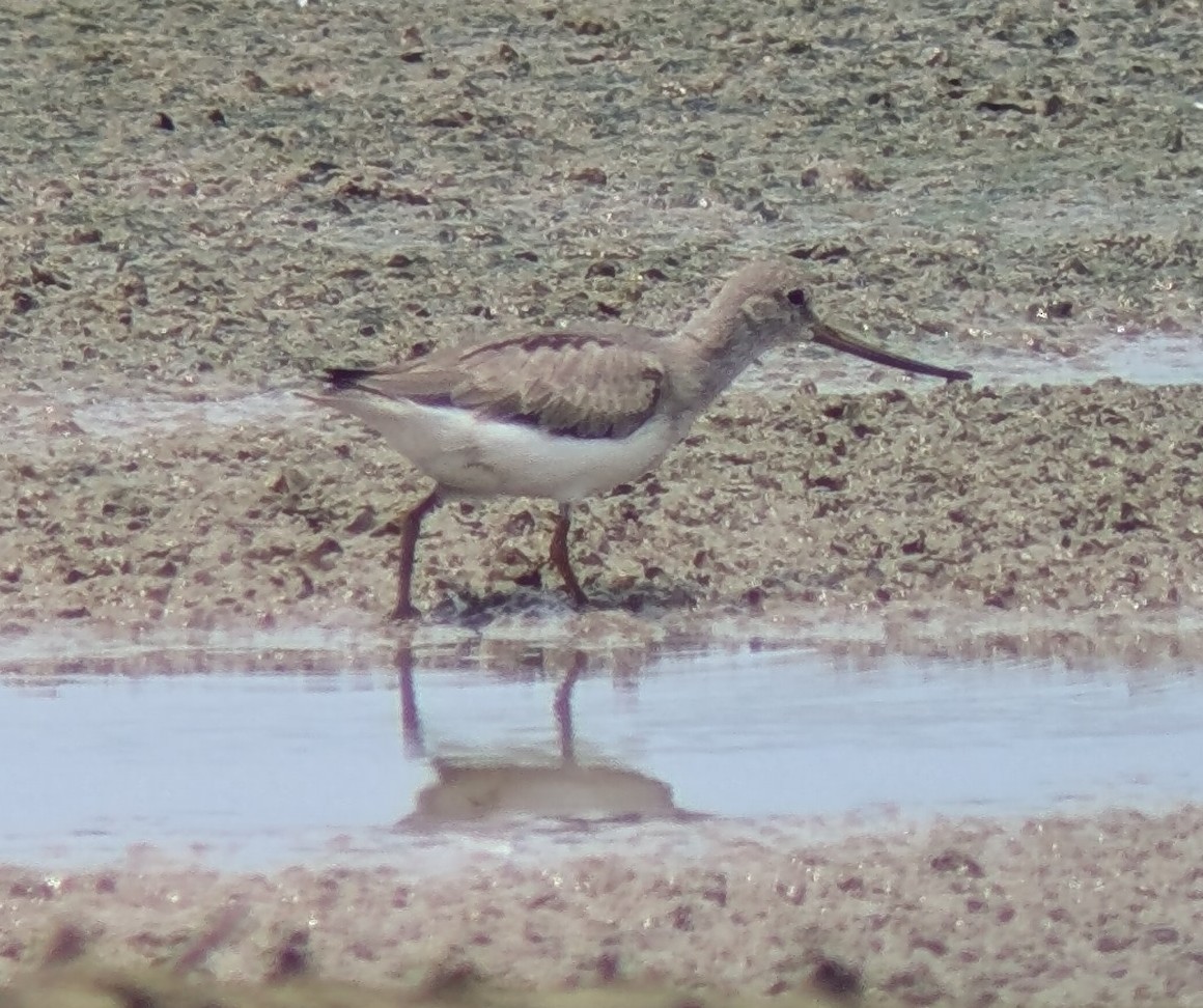 Terek Sandpiper - ML623380687