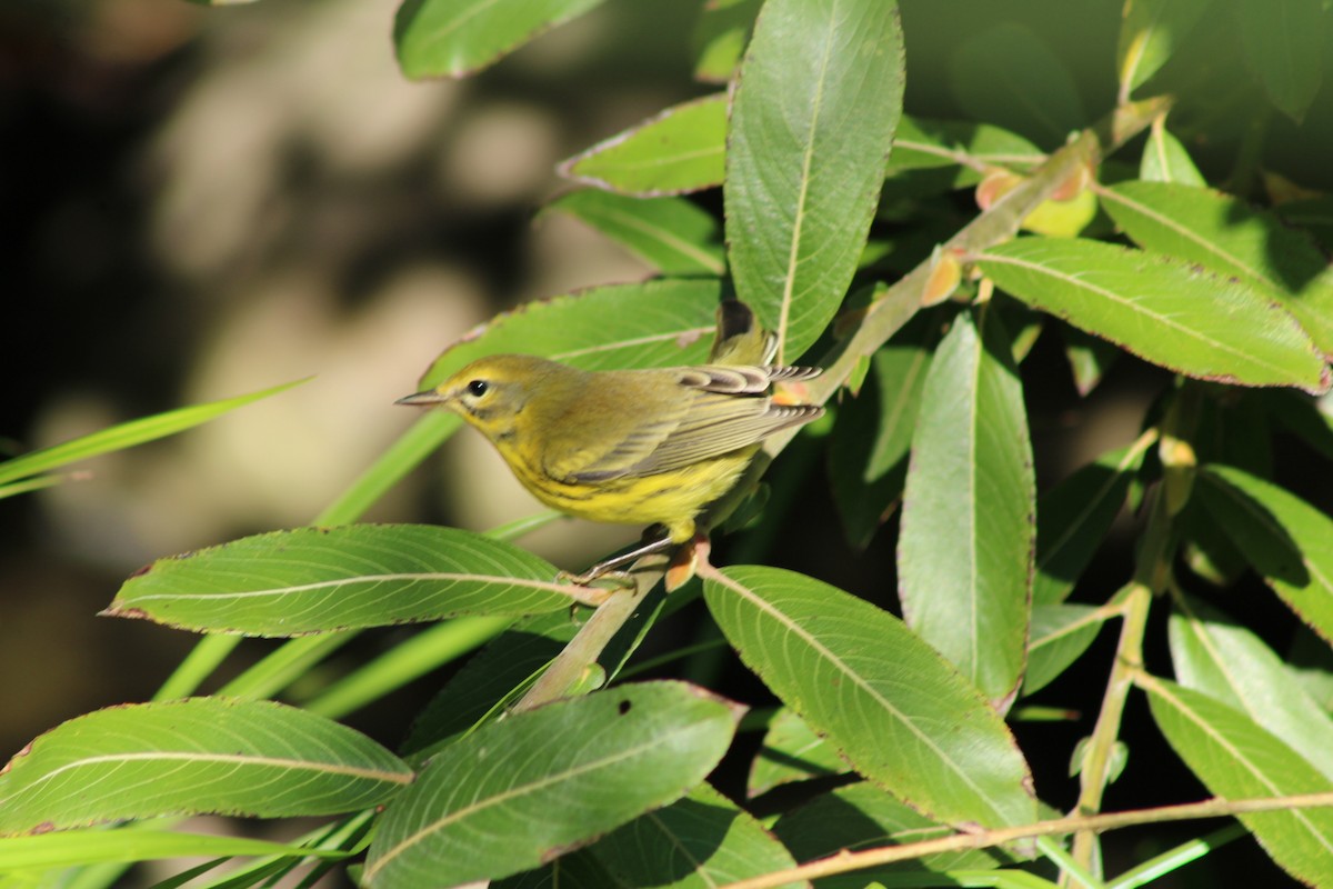 Prairie Warbler - ML623380697