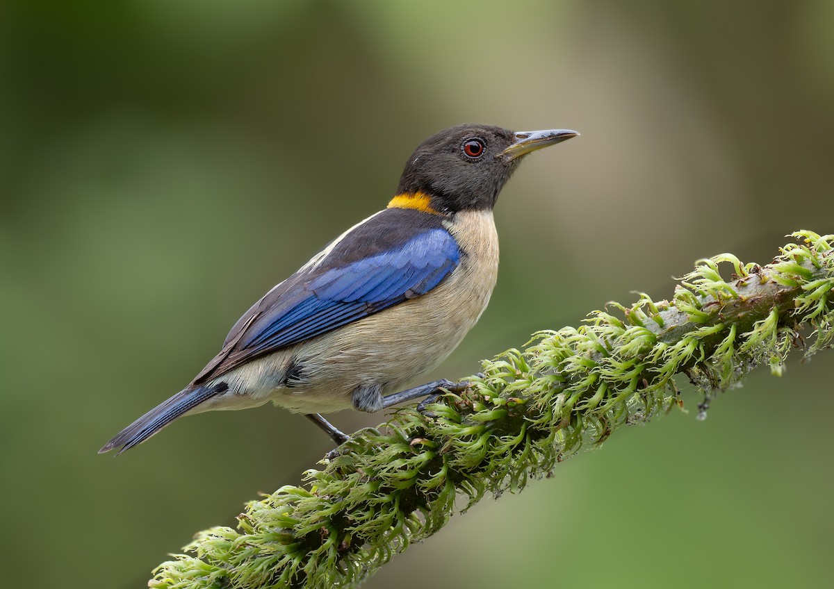 Golden-collared Honeycreeper - ML623380750