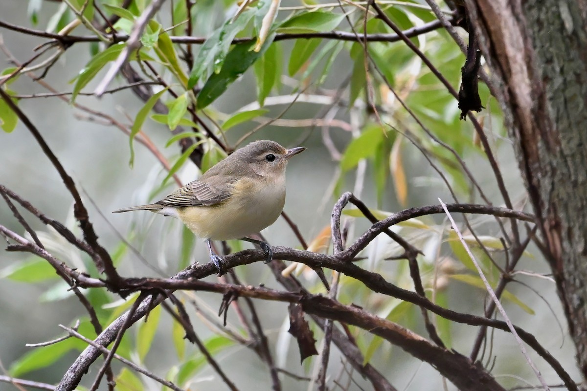 Warbling Vireo - ML623380764