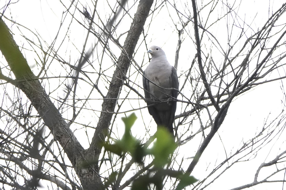 Gray Imperial-Pigeon - ML623380775