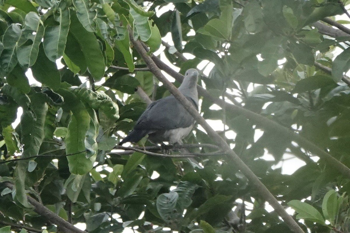 Gray Imperial-Pigeon - ML623380776