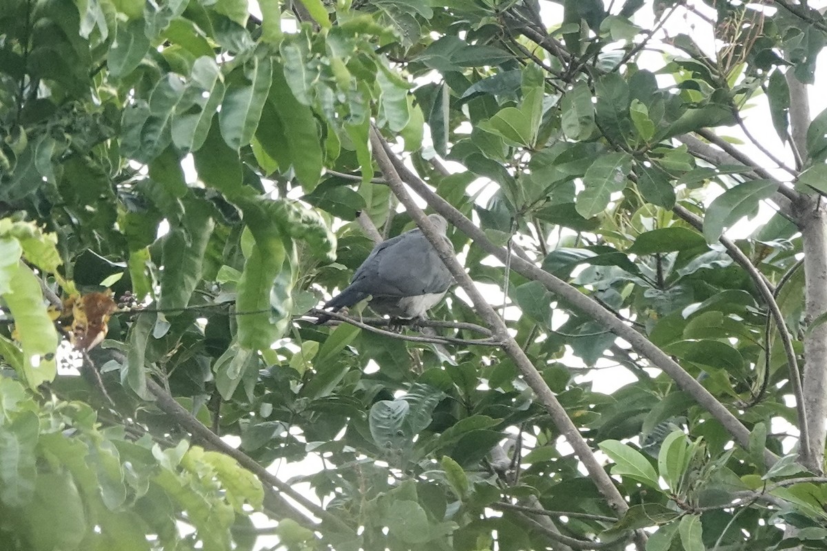 Gray Imperial-Pigeon - ML623380777