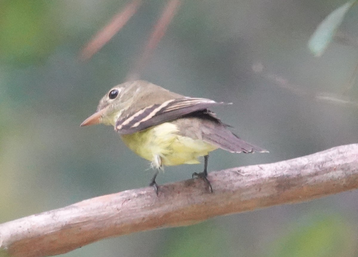 Yellow-bellied Flycatcher - Kathleen Coates