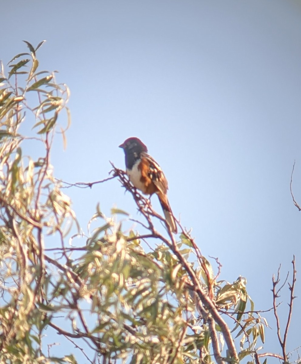 Spotted Towhee - ML623380904