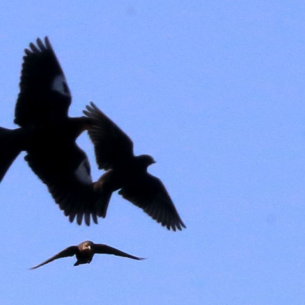 Yellow-headed Blackbird - Susan Hunter