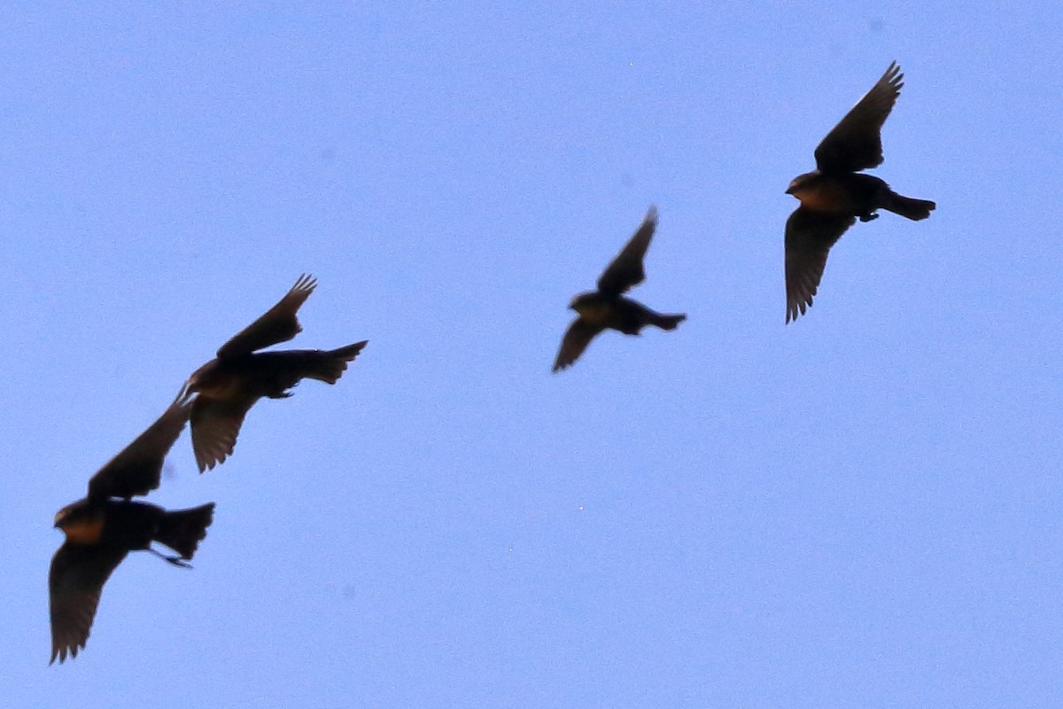 Yellow-headed Blackbird - ML623380967