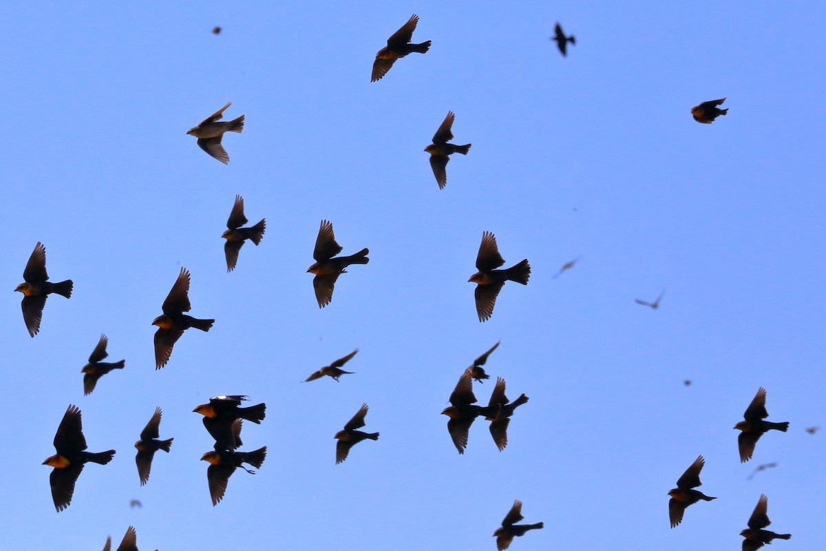 Yellow-headed Blackbird - ML623380973