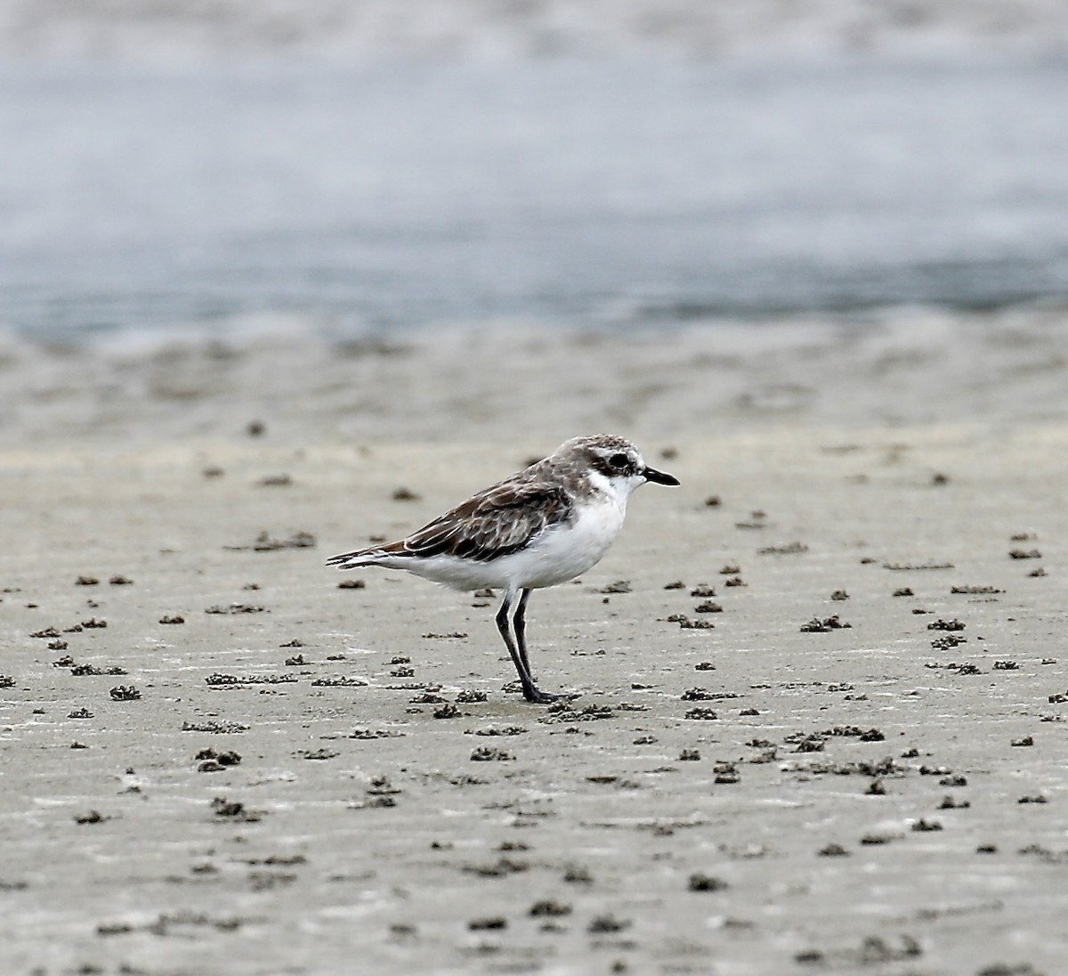 Kentish Plover - ML623381054