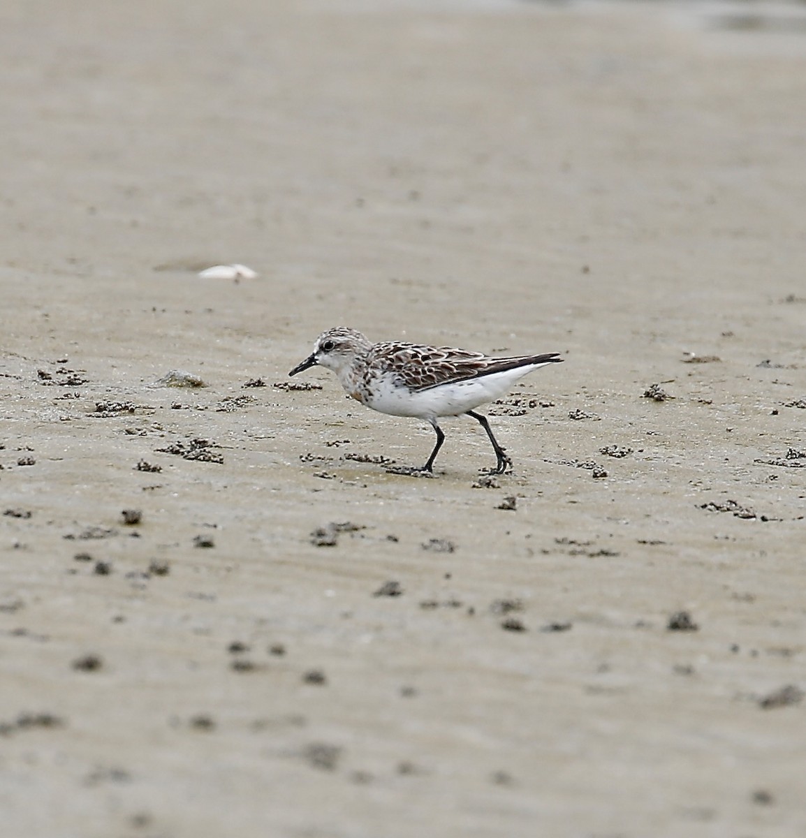 Red-necked Stint - ML623381070