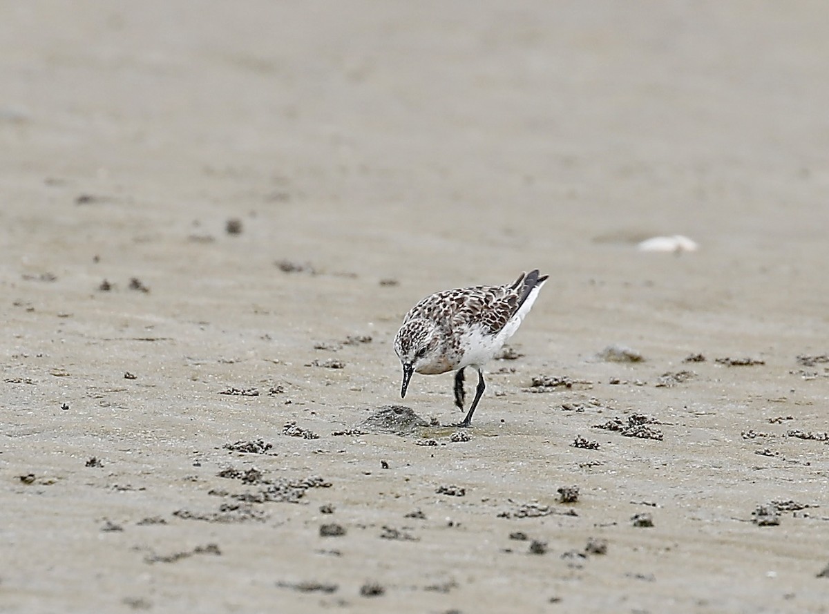 Red-necked Stint - ML623381071