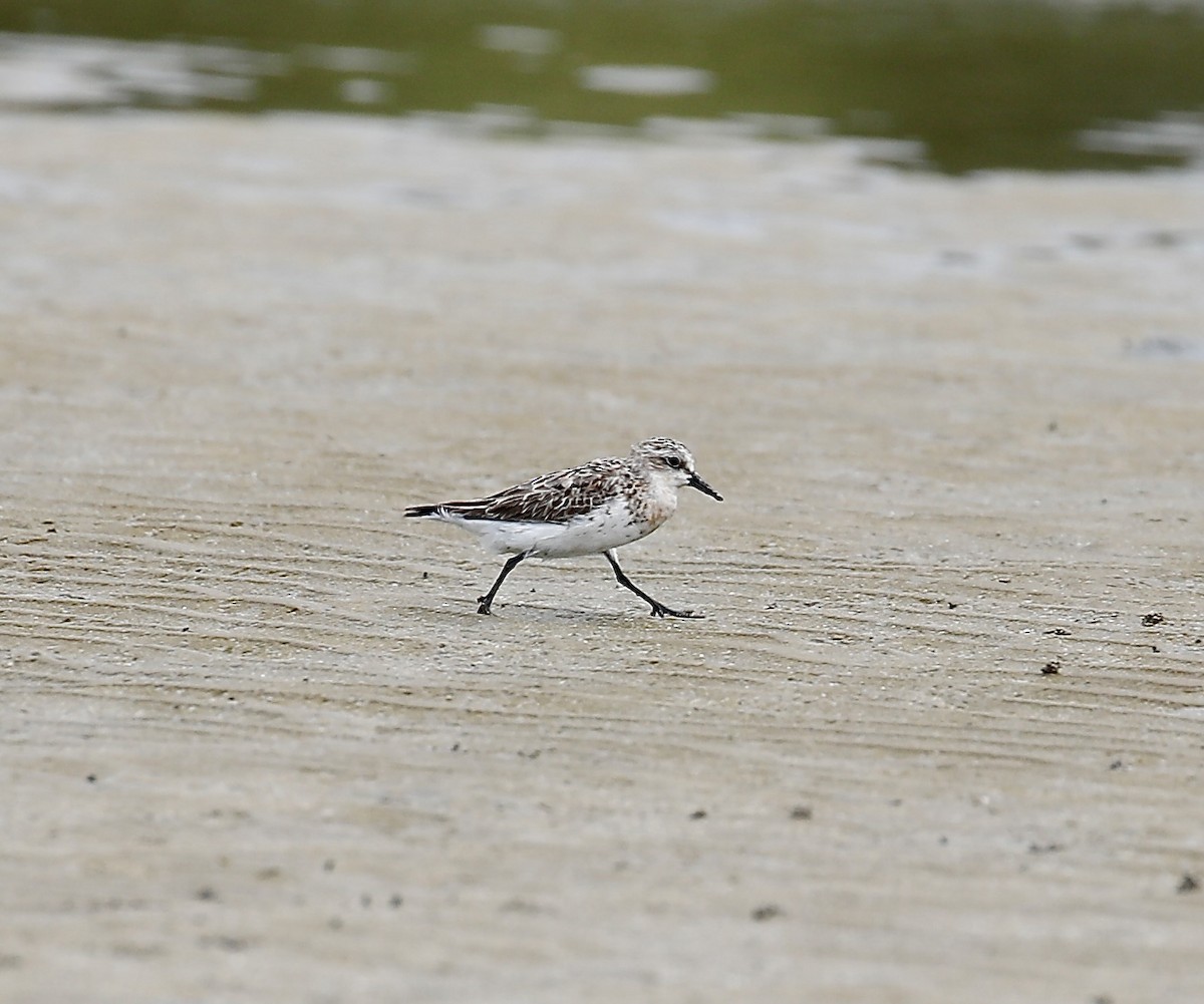 Red-necked Stint - ML623381075