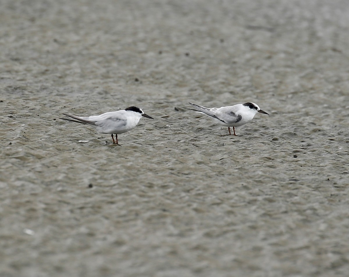 Little Tern - ML623381097