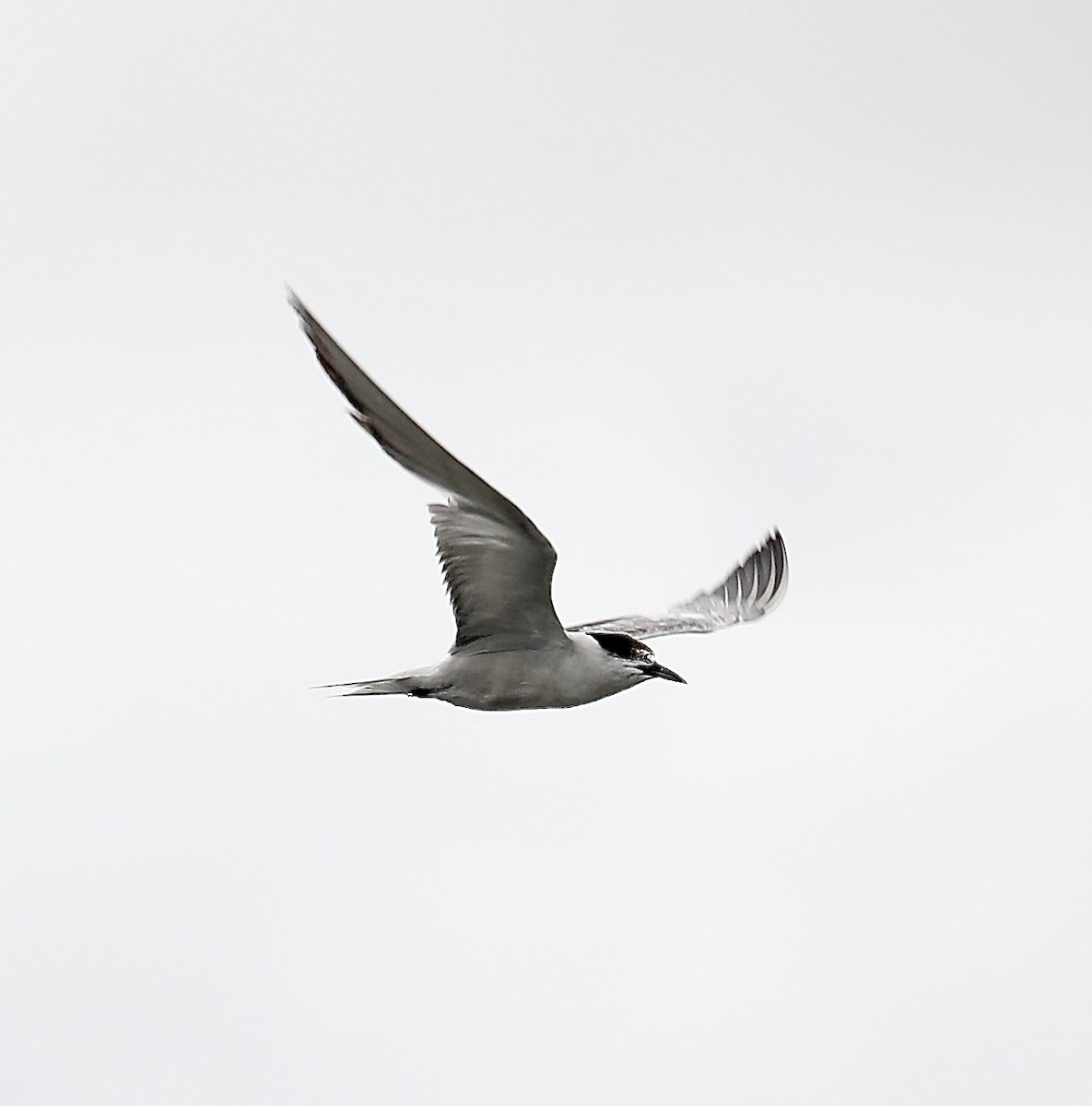 Common Tern - ML623381099