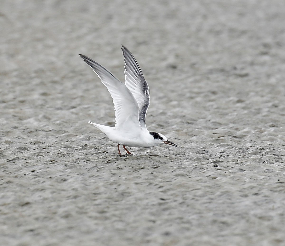 Common Tern - ML623381100