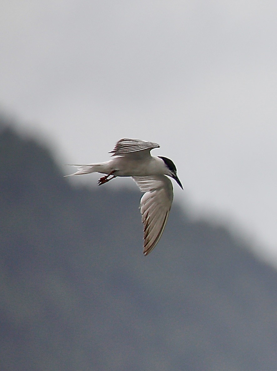 Common Tern - ML623381108