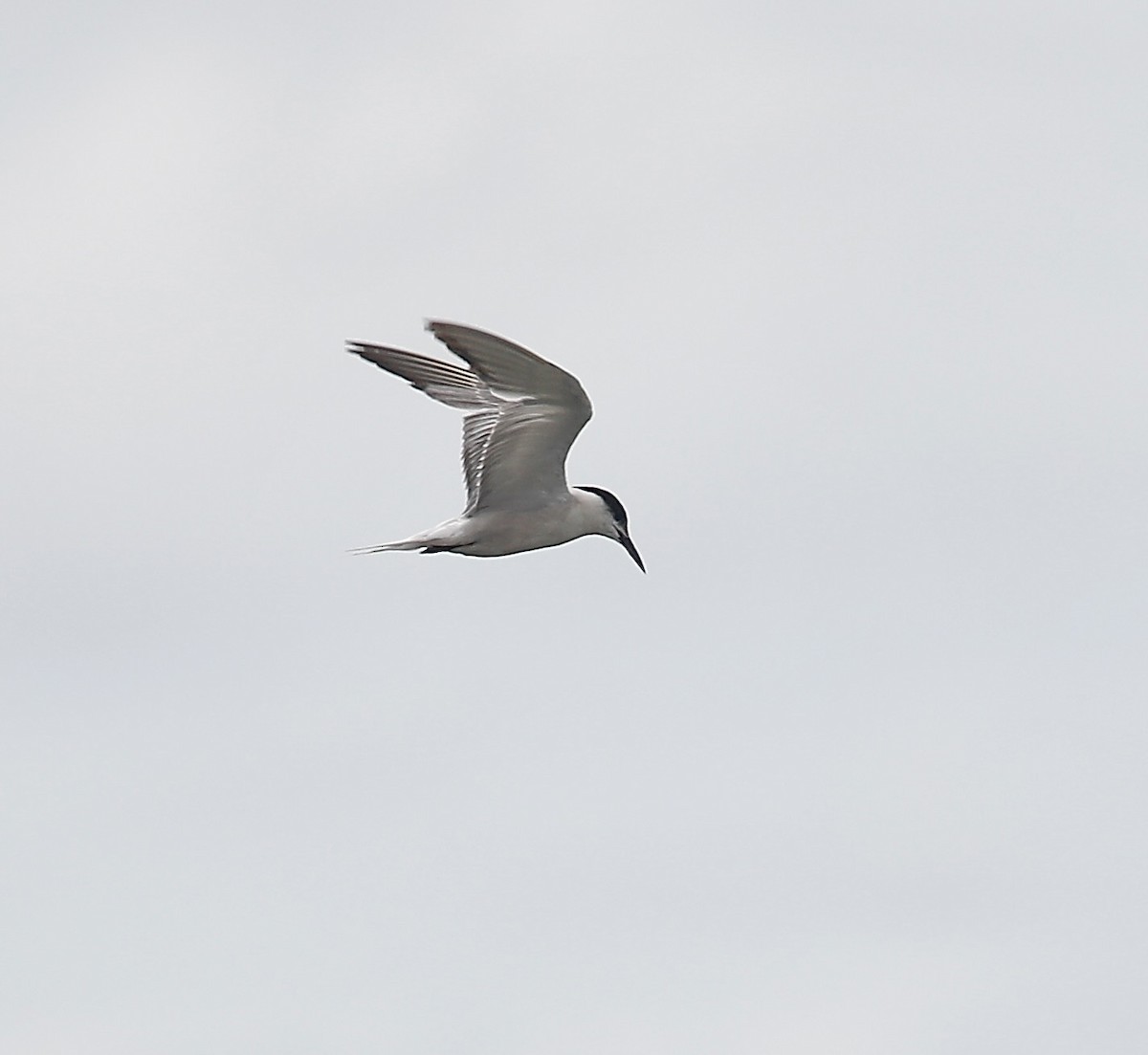 Common Tern - ML623381113