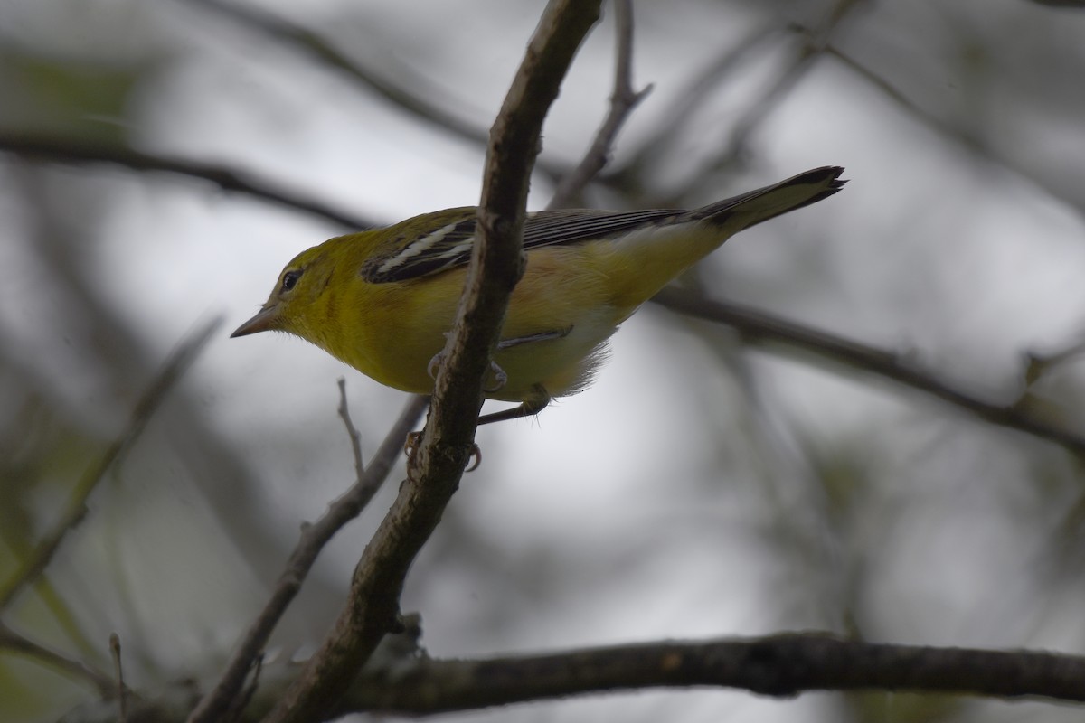 Bay-breasted Warbler - ML623381236