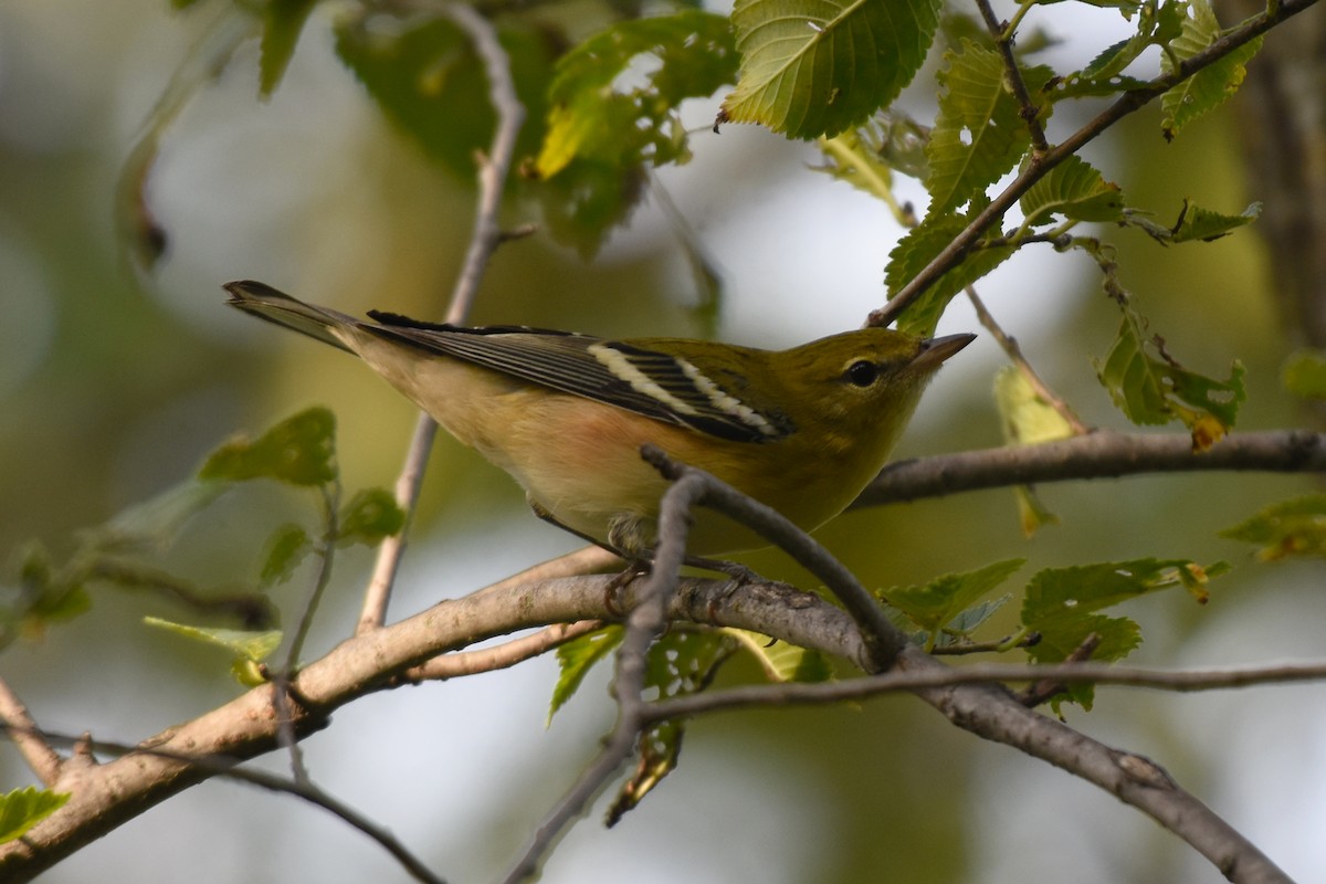 Bay-breasted Warbler - ML623381239