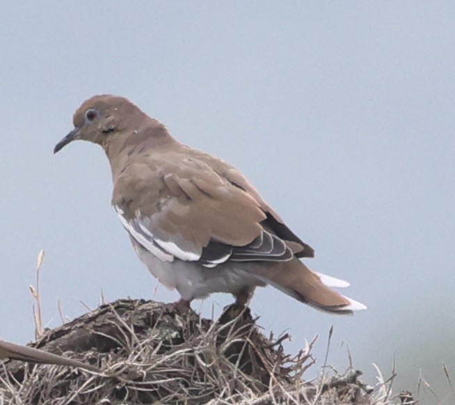 White-winged Dove - ML623381249