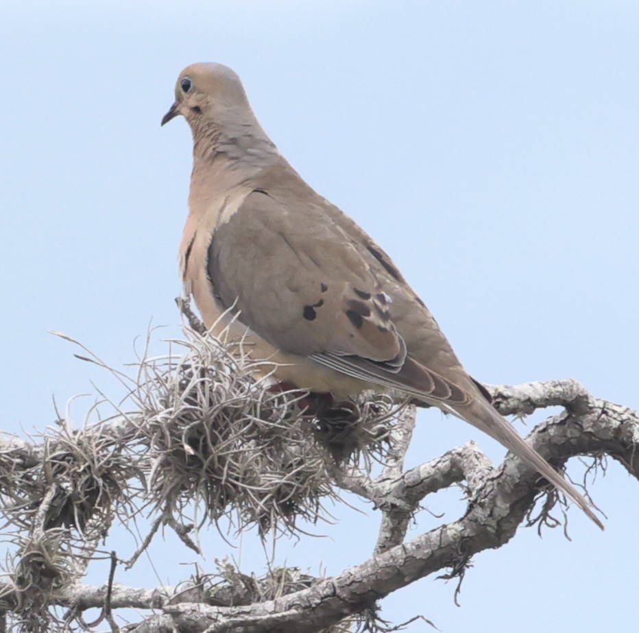 Mourning Dove - Scott Magee