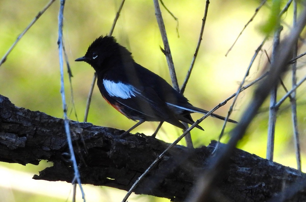 Painted Redstart - ML623381266