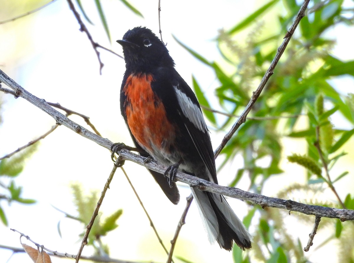 Painted Redstart - ML623381267