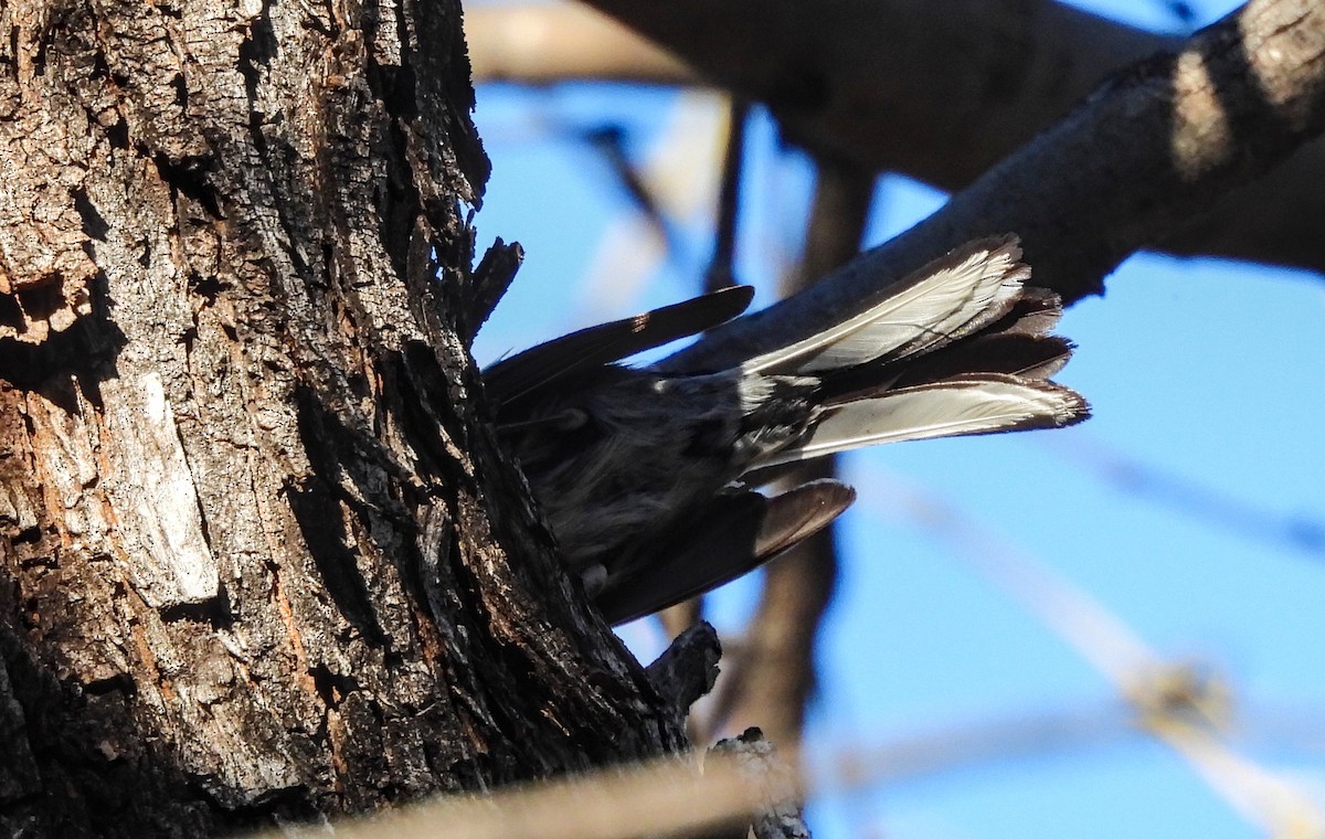 Painted Redstart - ML623381269