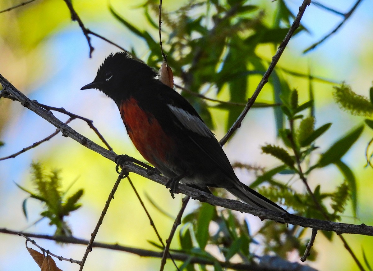 Painted Redstart - ML623381270