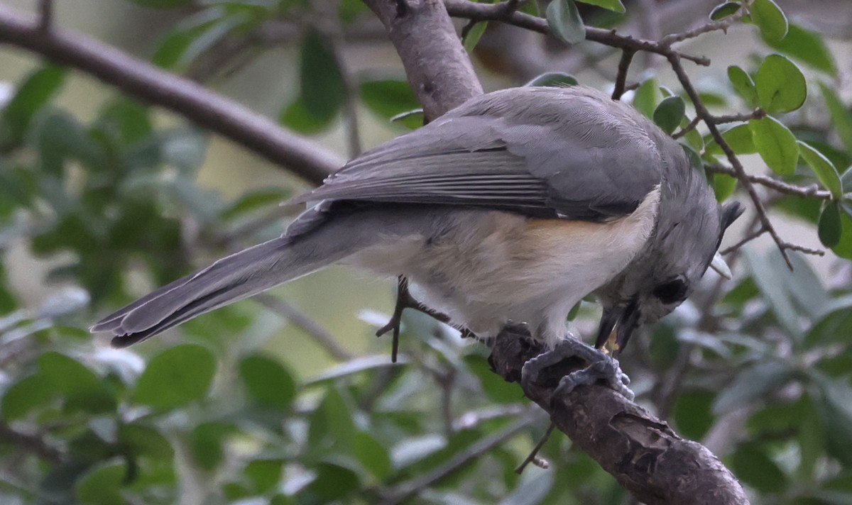 Black-crested Titmouse - Scott Magee