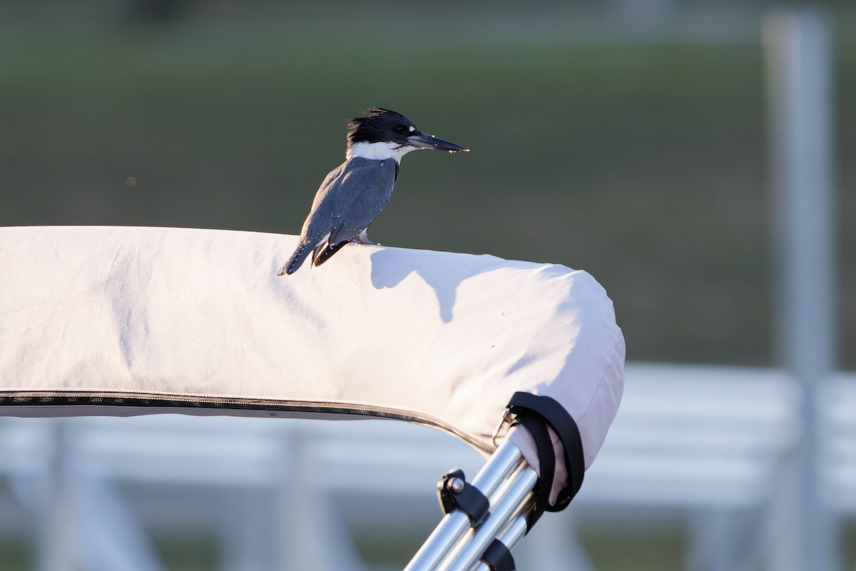 Belted Kingfisher - ML623381288