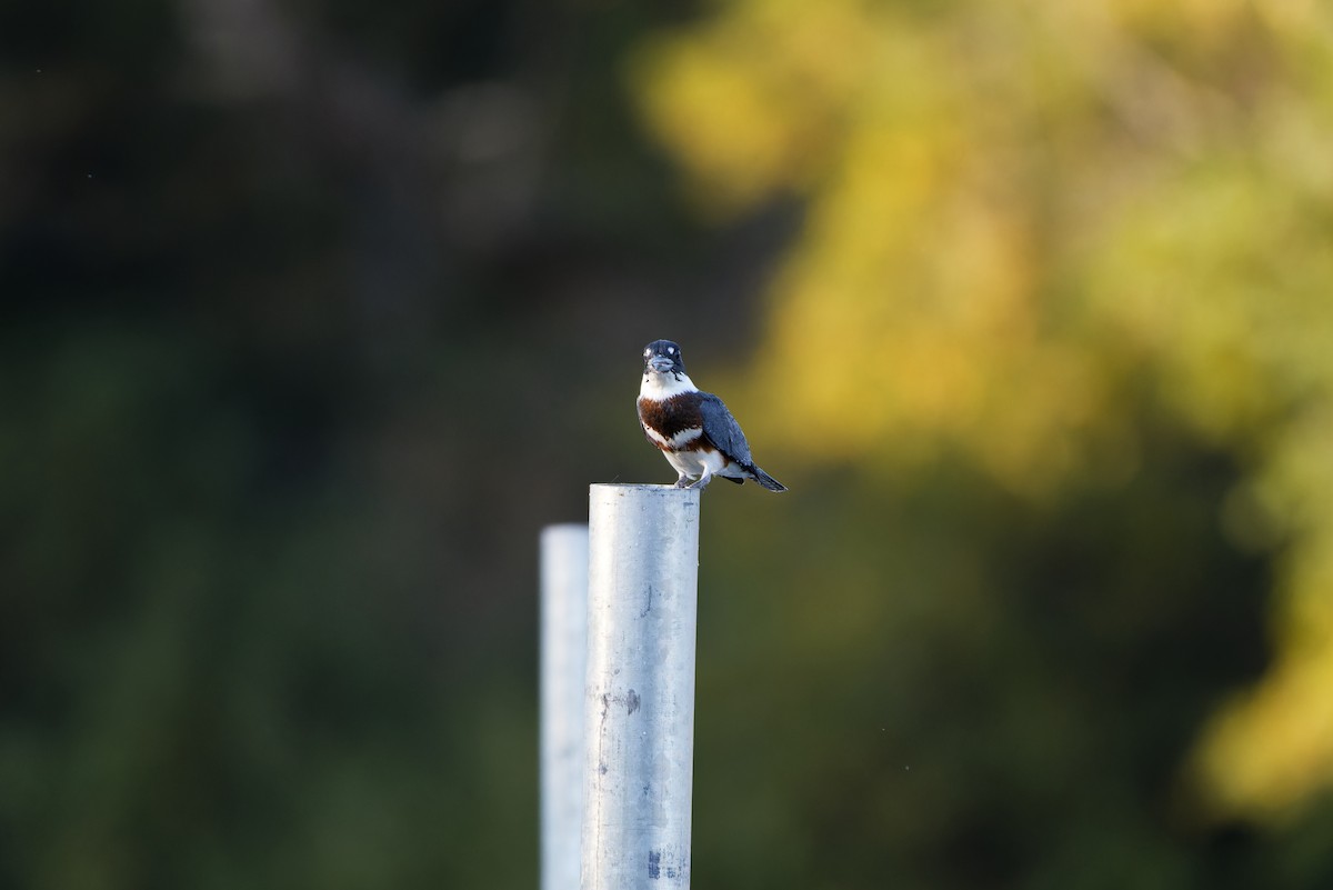 Belted Kingfisher - ML623381289