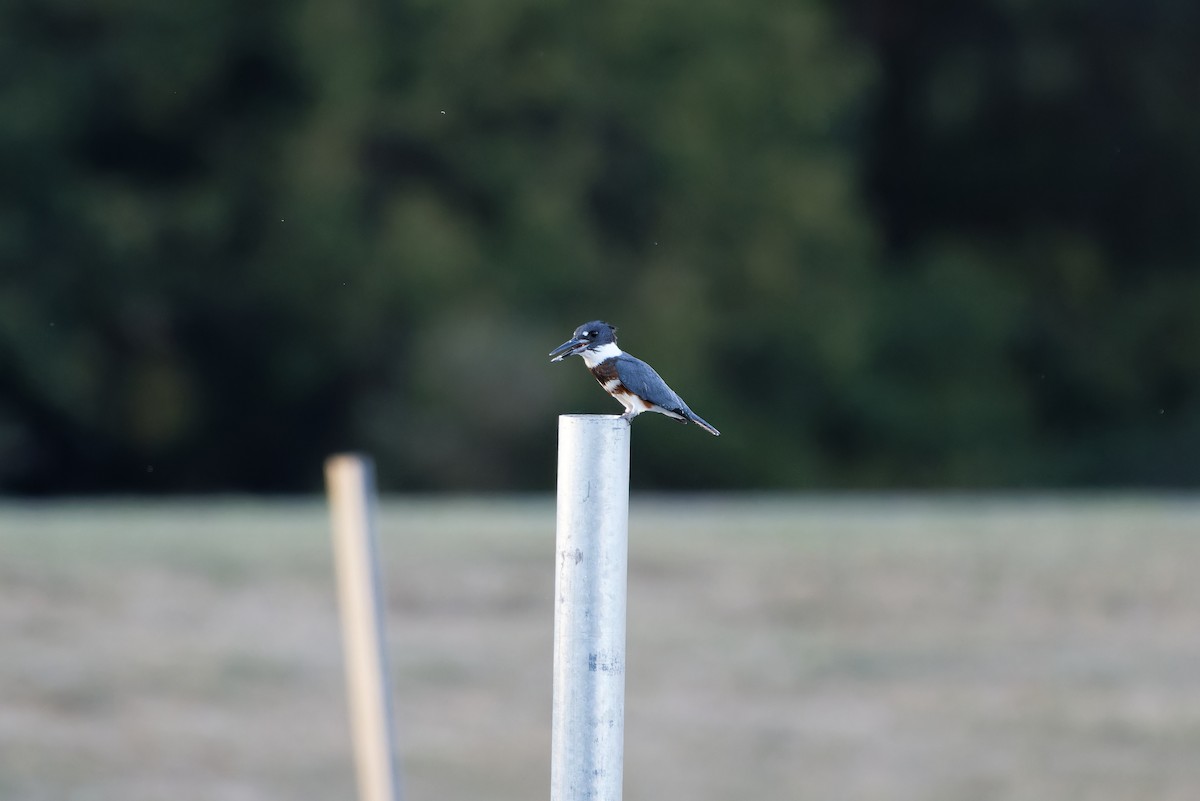 Belted Kingfisher - ML623381290