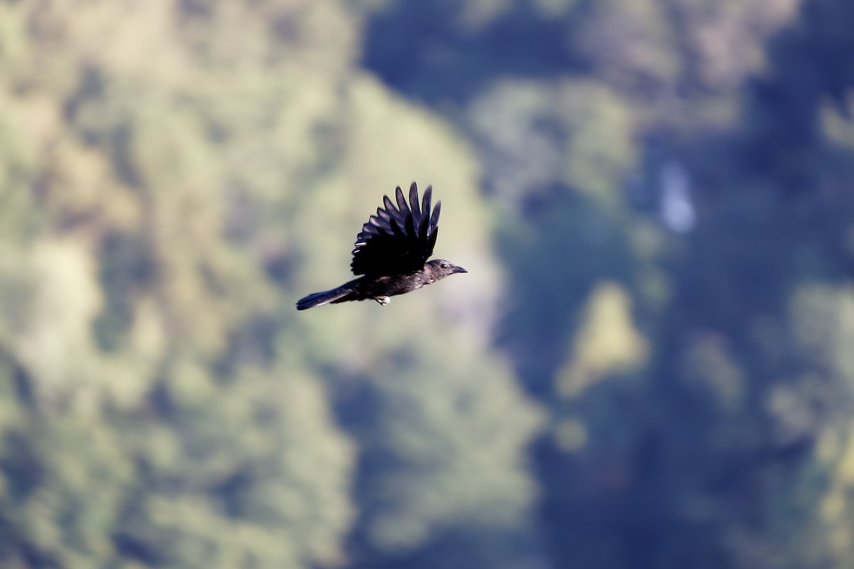 American Crow - ML623381296