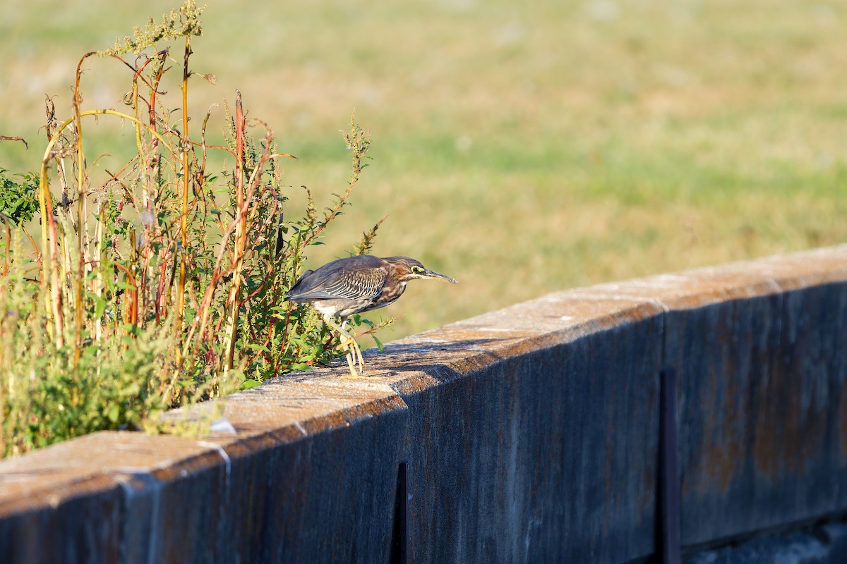 Green Heron - ML623381309