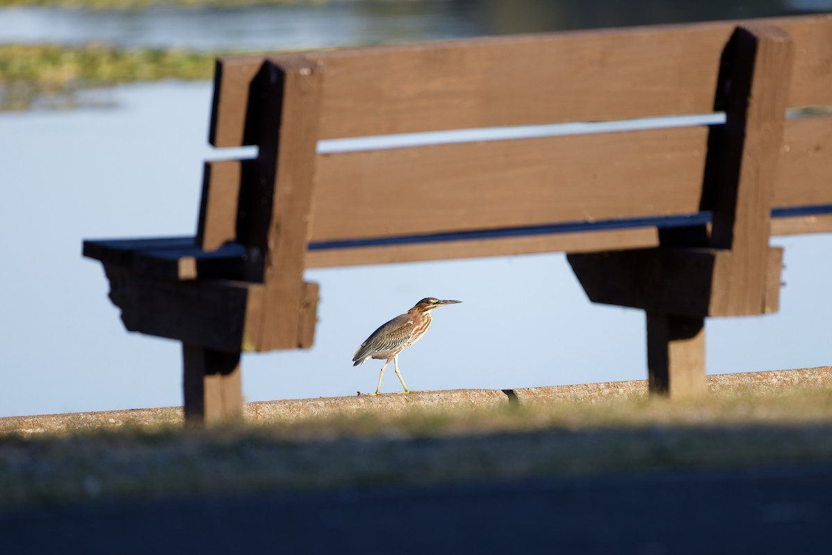 Green Heron - ML623381310