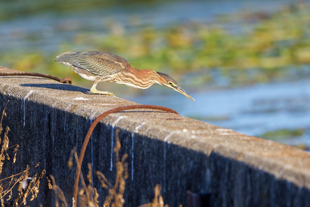 Green Heron - ML623381311