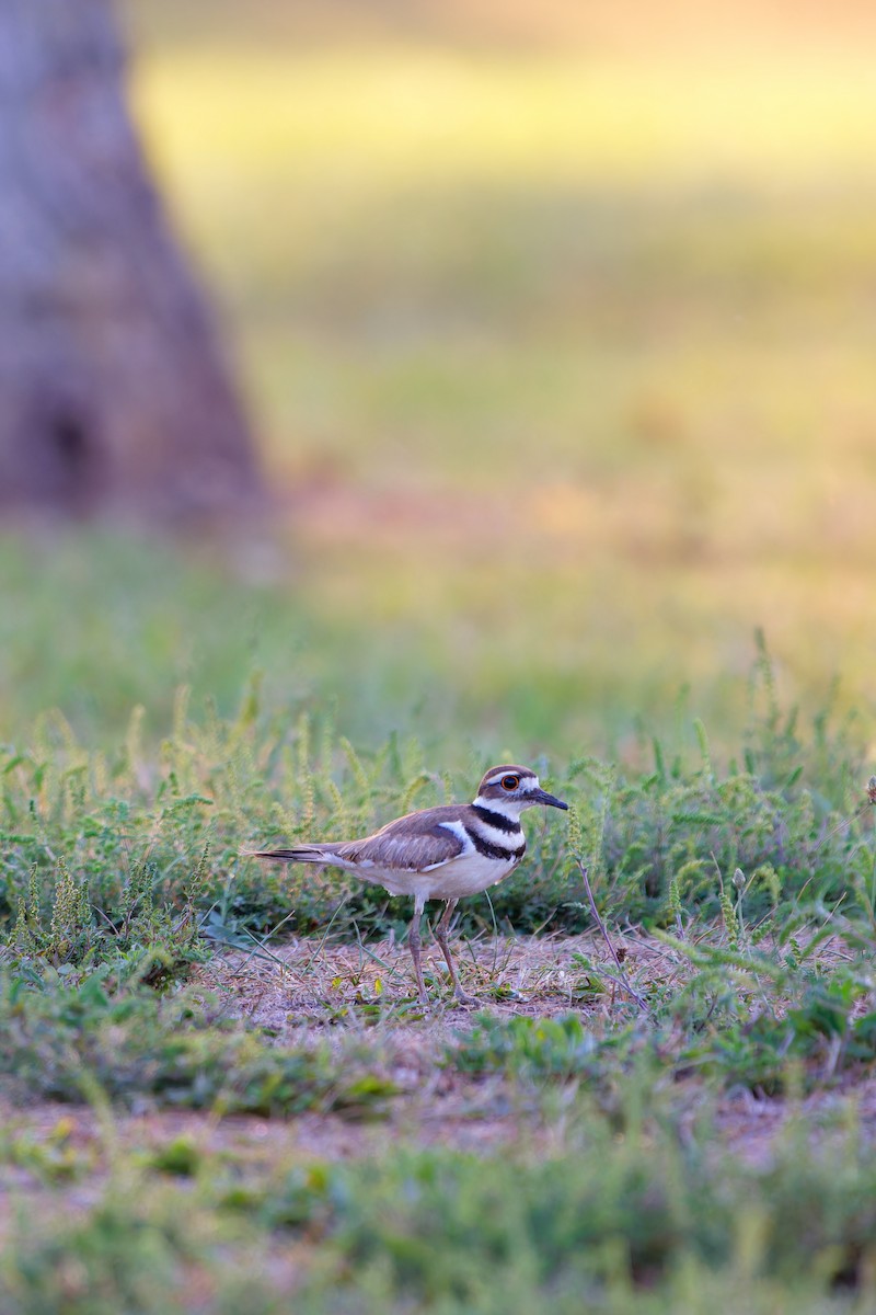 Killdeer - ML623381320