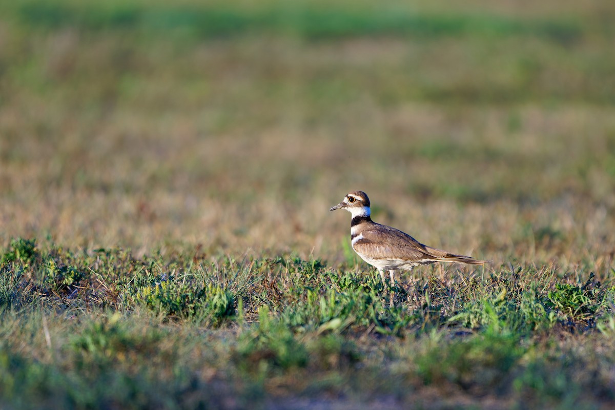 Killdeer - ML623381321