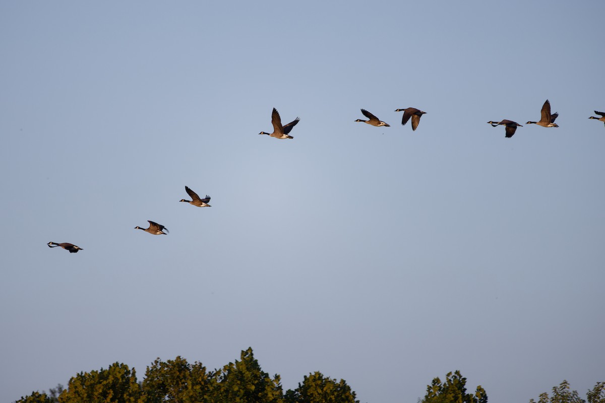 Canada Goose - Jeffrey A. Beery